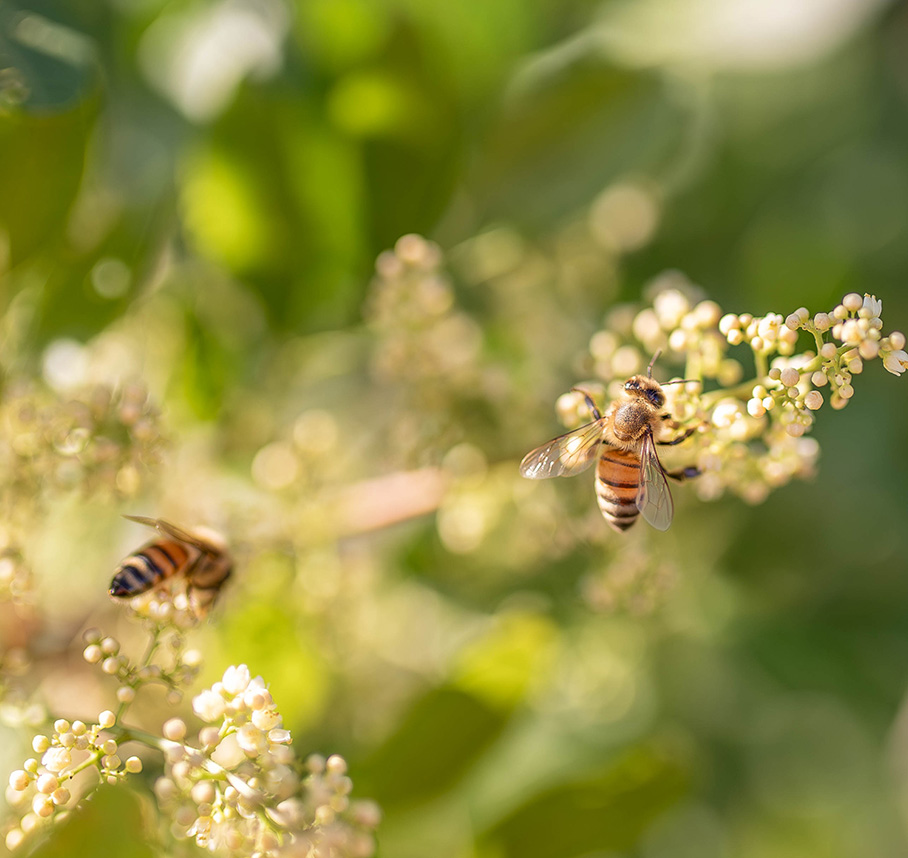 Bee on flower.