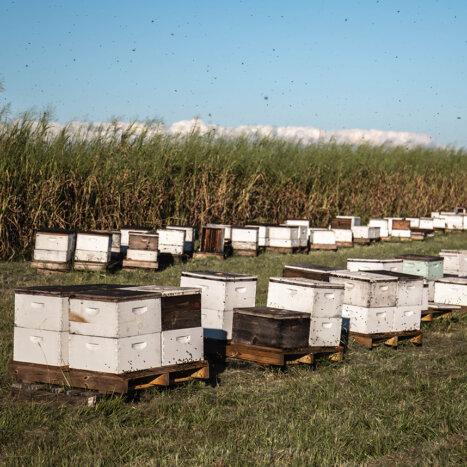 What Exactly Do Honey Bees Pollinate?