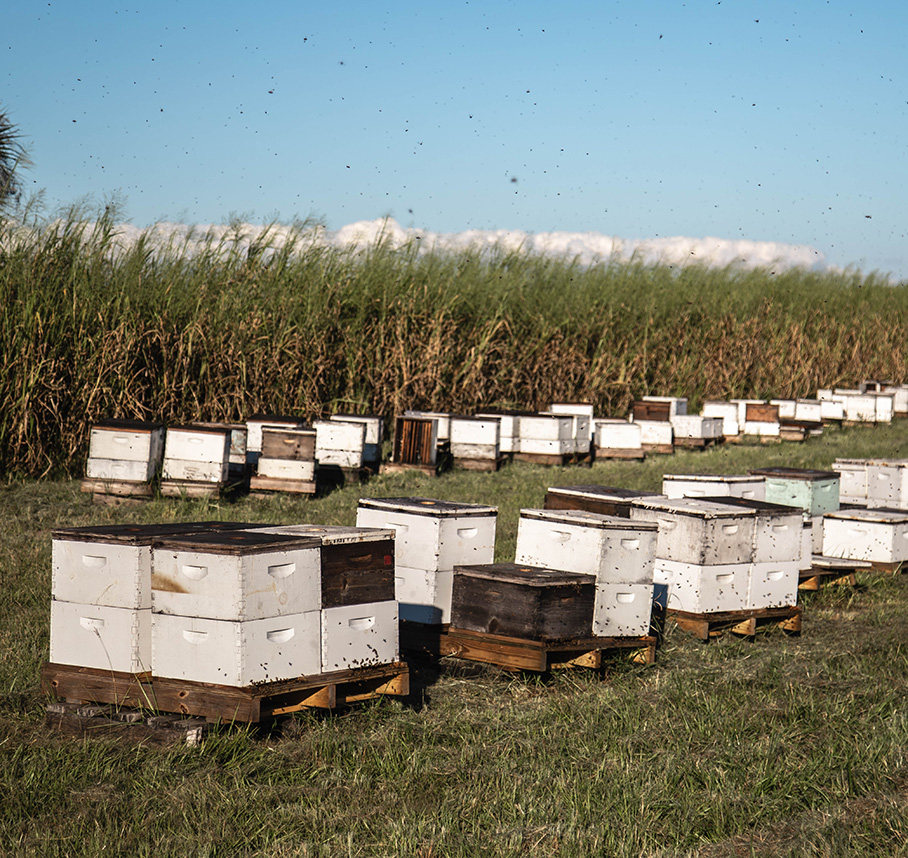 Hive boxes in grassy field.